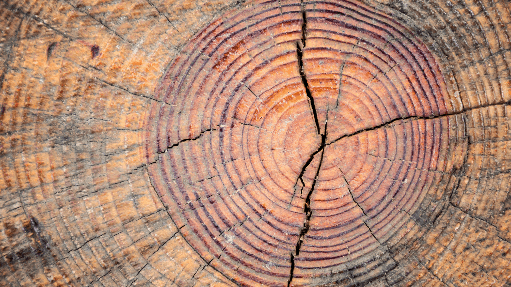 Holzforum-Online.de 2.2021 - Zwischen Baum und Borke